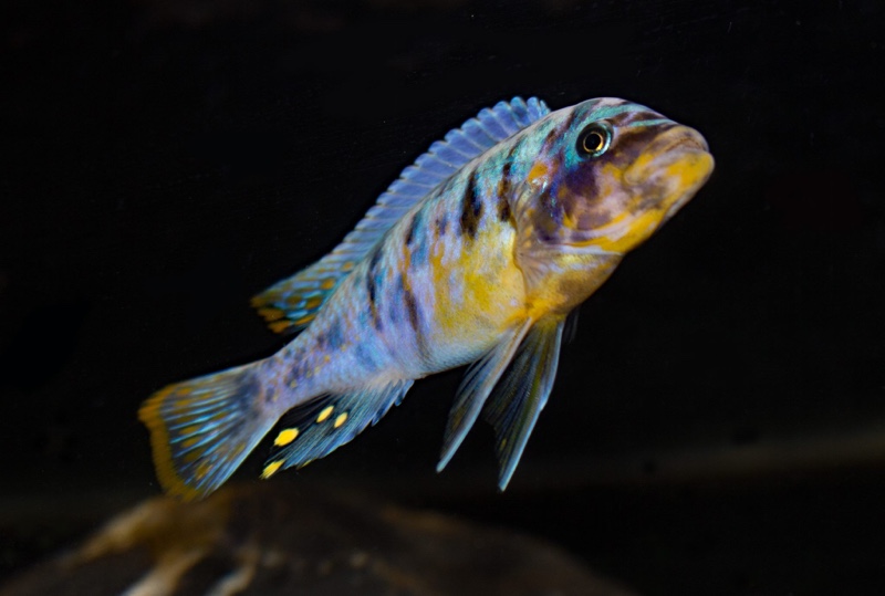 Maylandia fainzilberi 'Ikombe'